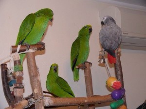 попугаи Нины Суринамской, желтолобые амазоны, жако