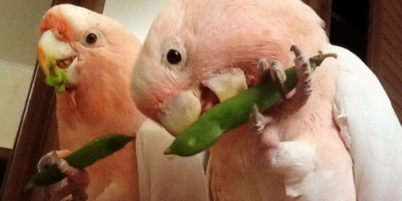 опыт приручения попугаев какаду к овошам и фруктам