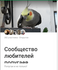 сообщество любителей попугаев google+
