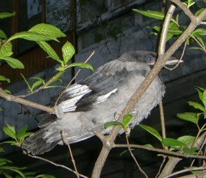 птенец серой вороны с белым пером