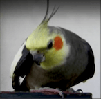 сообщество любителей попугаев g+