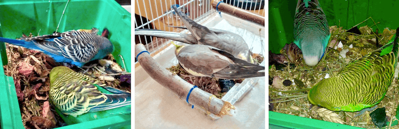 копошилки для волнистых попугаев