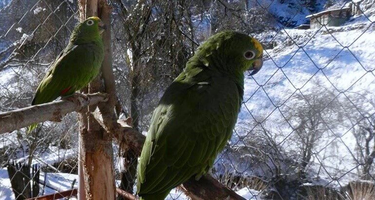попугаи амазоны, профилактика проблем с пером зимой