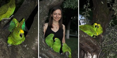 прогулки с птенцами попугаев суринамских желтолобых амазонов