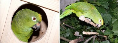 размножение попугаев суринамских желтолобых амазонов Нина Аразамасцева, самец и самка у гнездового домика