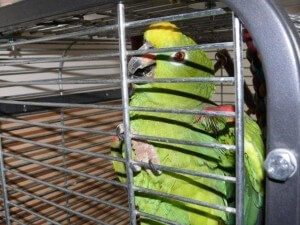 разведение попугаев суринамских желтолобых амазонов (Amazona ochrocephala) Нина Арзамасцева; агрессивное поведение самца амазона