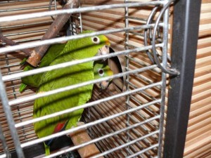 разведение попугаев суринамских желтолобых амазонов (Amazona ochrocephala) Нина Арзамасцева; дуплянка в клетке, самец и самка, проверка домика