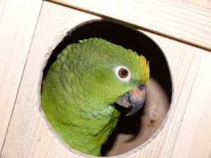 разведение попугаев суринамских желтолобых амазонов (Amazona ochrocephala) Нины Арзамасцевой ; самка, дуплянка