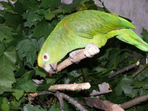 разведение попугаев суринамских желтолобых амазонов (Amazona ochrocephala) Нина Арзамасцева; самец, агрессия, защита гнезда