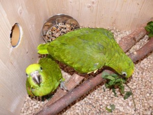 разведение попугаев суринамских желтолобых амазонов (Amazona ochrocephala) Нина Арзамасцева; дуплянка, взрослые птицы и птенец