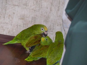 разведение попугаев суринамских желтолобых амазонов (Amazona ochrocephala) Нина Арзамасцева; кормление птенца самцом уход за птенцами