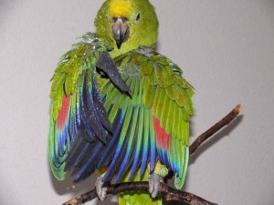 разведение попугаев суринамских желтолобых амазонов (Amazona ochrocephala) Нина Арзамасцева; купание птиц, влажность сезона