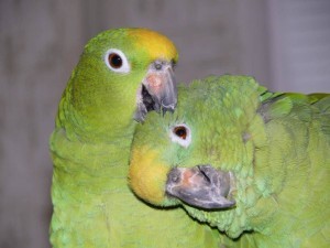 разведение попугаев суринамских желтолобых амазонов (Amazona ochrocephala) Нина Арзамасцева; самец и самка, ухаживания