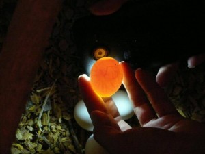 разведение попугаев суринамских желтолобых амазонов (Amazona ochrocephala) Нина Арзамасцева; овоскопия, проверка яиц на развитие птенца зародыша