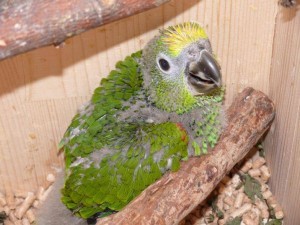 разведение попугаев суринамских желтолобых амазонов (Amazona ochrocephala) Нина Арзамасцева; птенец