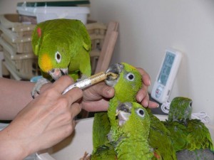 разведение попугаев суринамских желтолобых амазонов (Amazona ochrocephala)
