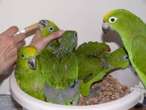 разведение попугаев суринамских желтолобых амазонов (Amazona ochrocephala) Нина Арзамасцева; птенцы, совмесное выкармливание человеком и птицами