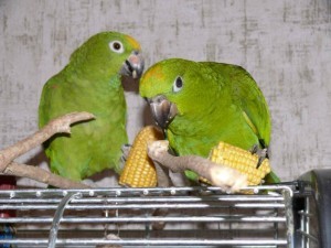 разведение попугаев суринамских желтолобых амазонов (Amazona ochrocephala) Нина Арзамасцева; обучение самостоеятельному питанию, кукуруза