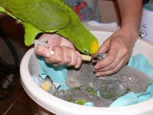 разведение попугаев суринамских желтолобых амазонов (Amazona ochrocephala) Нина Арзамасцева; кормление родительскими птицами