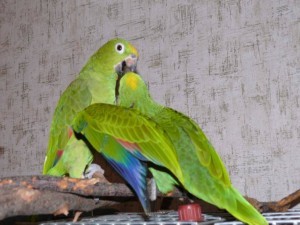 разведение попугаев суринамских желтолобых амазонов (Amazona ochrocephala) Нина Арзамасцева; птенец просит еду у родителей