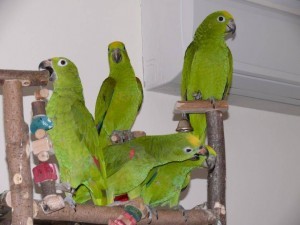 разведение попугаев суринамских желтолобых амазонов (Amazona ochrocephala) птенцы слетки и взрослые птицы