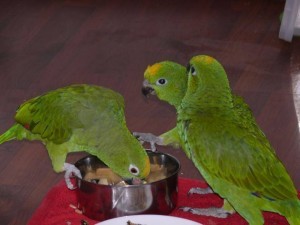 разведение попугаев суринамских желтолобых амазонов (Amazona ochrocephala) Нина Арзамасцева; птенцы и взрослые попугаи вместе