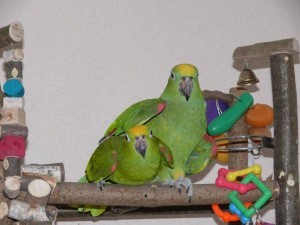 разведение попугаев суринамских желтолобых амазонов (Amazona ochrocephala) Нина Арзамасцева; спаривание пары,