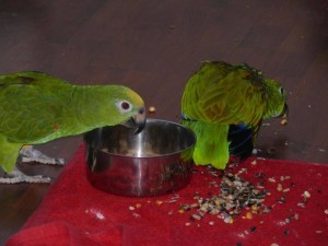 разведение попугаев суринамских желтолобых амазонов (Amazona ochrocephala) Нина Арзамасцева; уход родительских птиц за птенцом