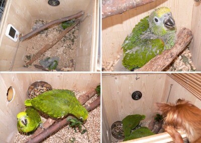 разведение желтолобых суринамских амазонов Нина Арзамасцева, птенцы в гнездовом домике дуплянке