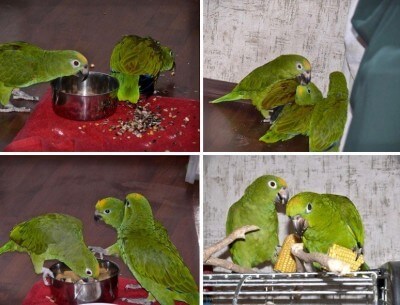 разведение попугаев амазонов, родители попугаи обучают птенцов слетков самостоятельно питаться, зерновой смесью, овощами и фруктами