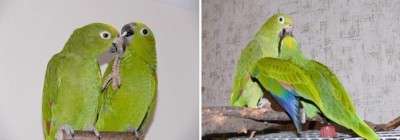 разведение попугаев суринамских желтолобых амазонов (Amazona ochrocephala) Нина Арзамасцева; птенцы и родители