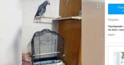 купить ручного попугая жако недорого торг уместен