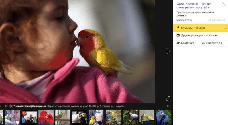 Болеют ли попугаи лишаем thumbnail