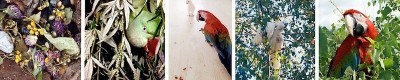 кормление попугаев ара, какаду, александрийских, ветки, зелень,