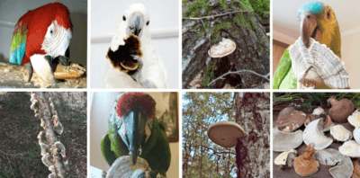 можно ли давать древесные грибы трутовики попугаям ара, какаду, жако, амазонам, аратингам, ожереловым, волнистным, кореллам,