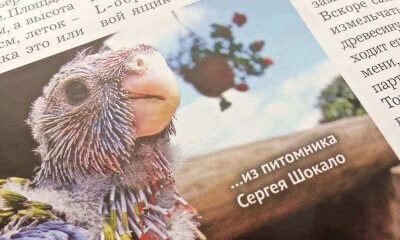 статьи из второго номера журнала для любителей попугаев. Розеллы. Роман Попов