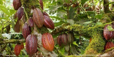 плоды какао, фото