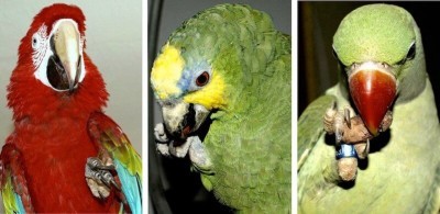 попугаи зеленокрылый ара, венесуэльский амазон, молодой александрийский попугай едят какао бобы
