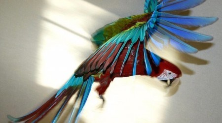 попугай ара зеленокрылый, содержание, кормление, приручение, обучение