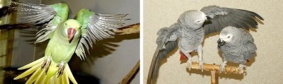 попугаи жако самец и самка и александрийский попугай