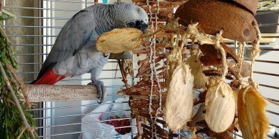 игрушка для попугая жако из кокосового ореха и косточек манго