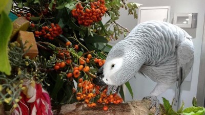 попугай жако кормится ягодами пираканты