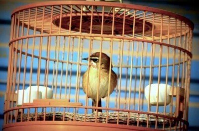 содержание певчих птиц в круглых меленьких деревянных клетках