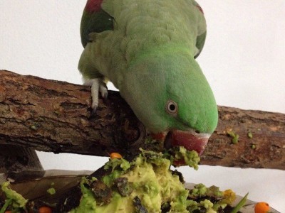 авокадо в кормах для александийских попугаев