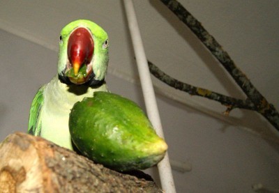 авокадо являестя обычным компонетом рационом александрийских попугаев