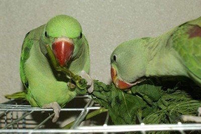 птенцы выкормыши александрийского попугая едят зелень
