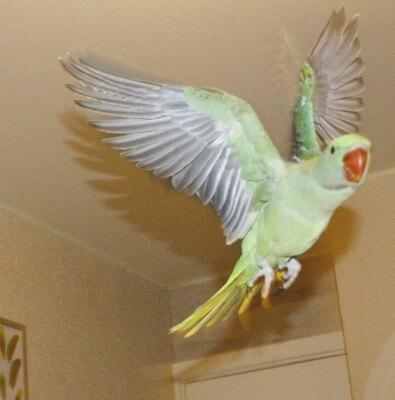 первый полет птенца выкормыша александрийского попугая в 6 недель