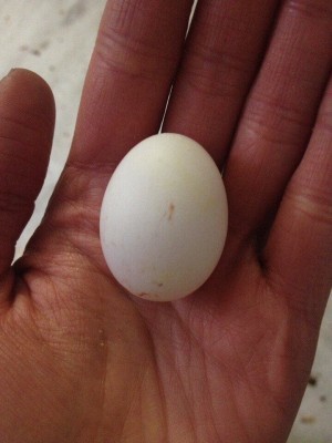 яйцо александрийских попугаев, рука человека, для масштаба