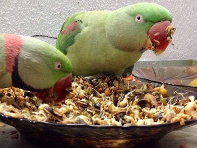 александрийские попугаи получают пророщенное зерно без ограничений постоянно