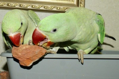 птенцы выкормыши александрийского попугая грызут кирпич